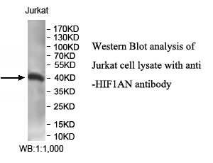 HIF1AN抗体