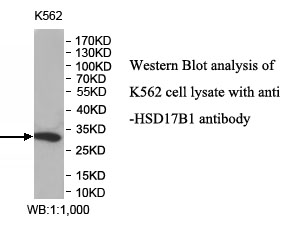 HSD17B1抗体