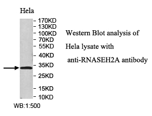 RNASEH2A抗体