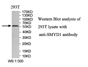 SMYD1抗体