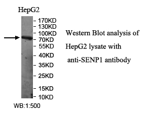 SENP1抗体