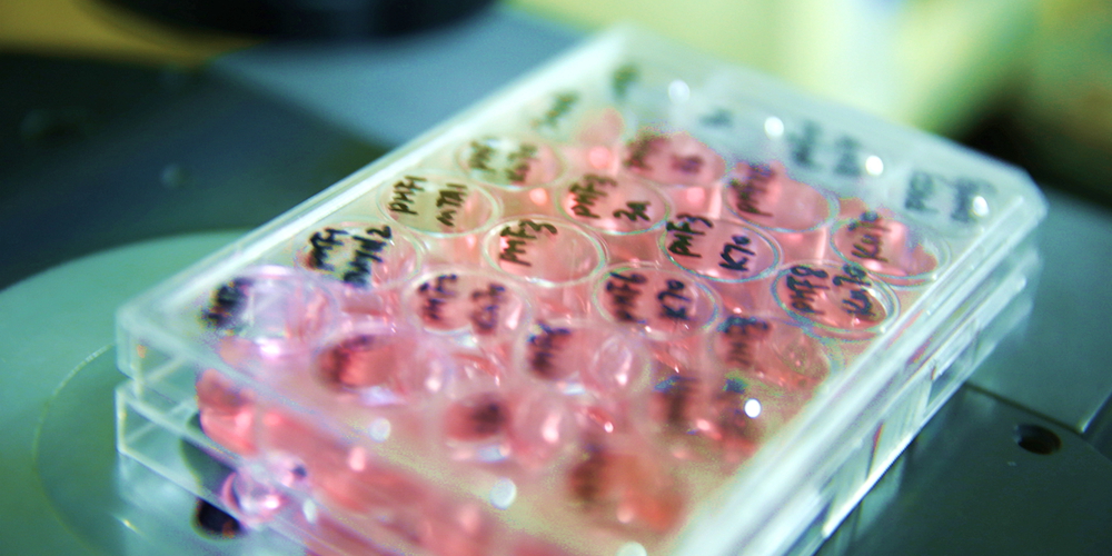 绵羊促性腺激素释放激素（GnRH）ELISA试剂盒