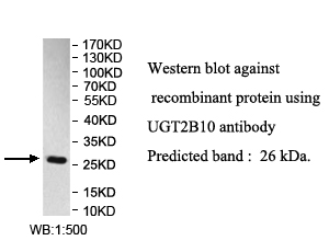 UGT2B10抗体