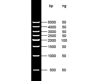 500bp DNA Ladder