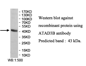  ATAD3B抗体