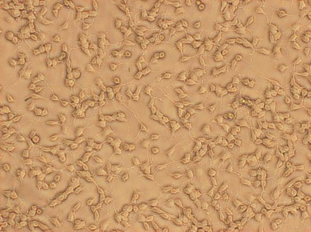 4-5小鼠杂交瘤细胞株