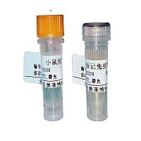 小鼠IgG1抗体大量库存促销