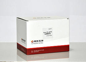 Genshare CFAS any KD PAGE蛋白电泳试剂盒II型