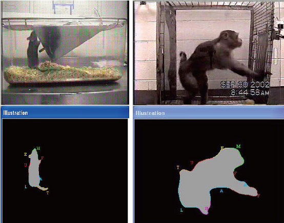 HomecageScan动物精细行为分析系统