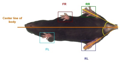 GaitScan动物（大小鼠）步态分析系统