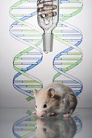 实验动物基因鉴定