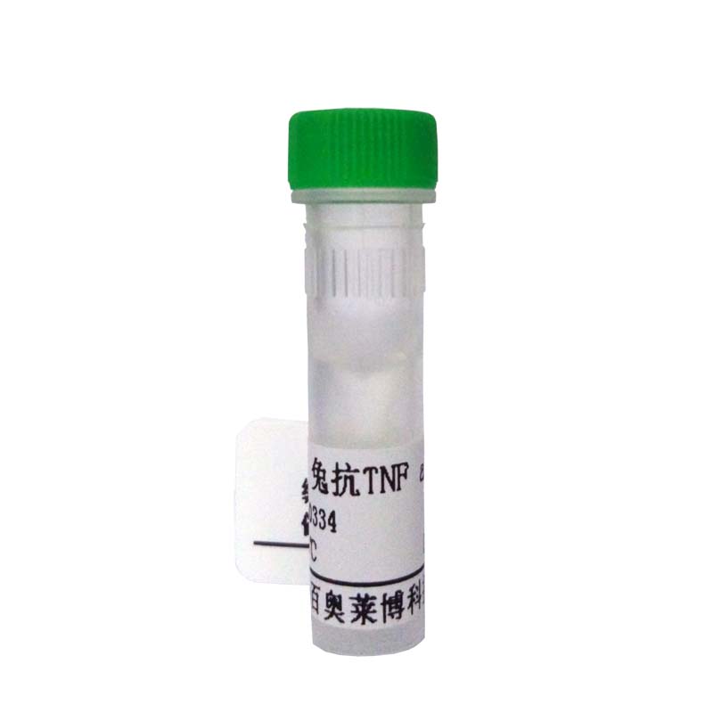 内皮素-1单克隆抗体