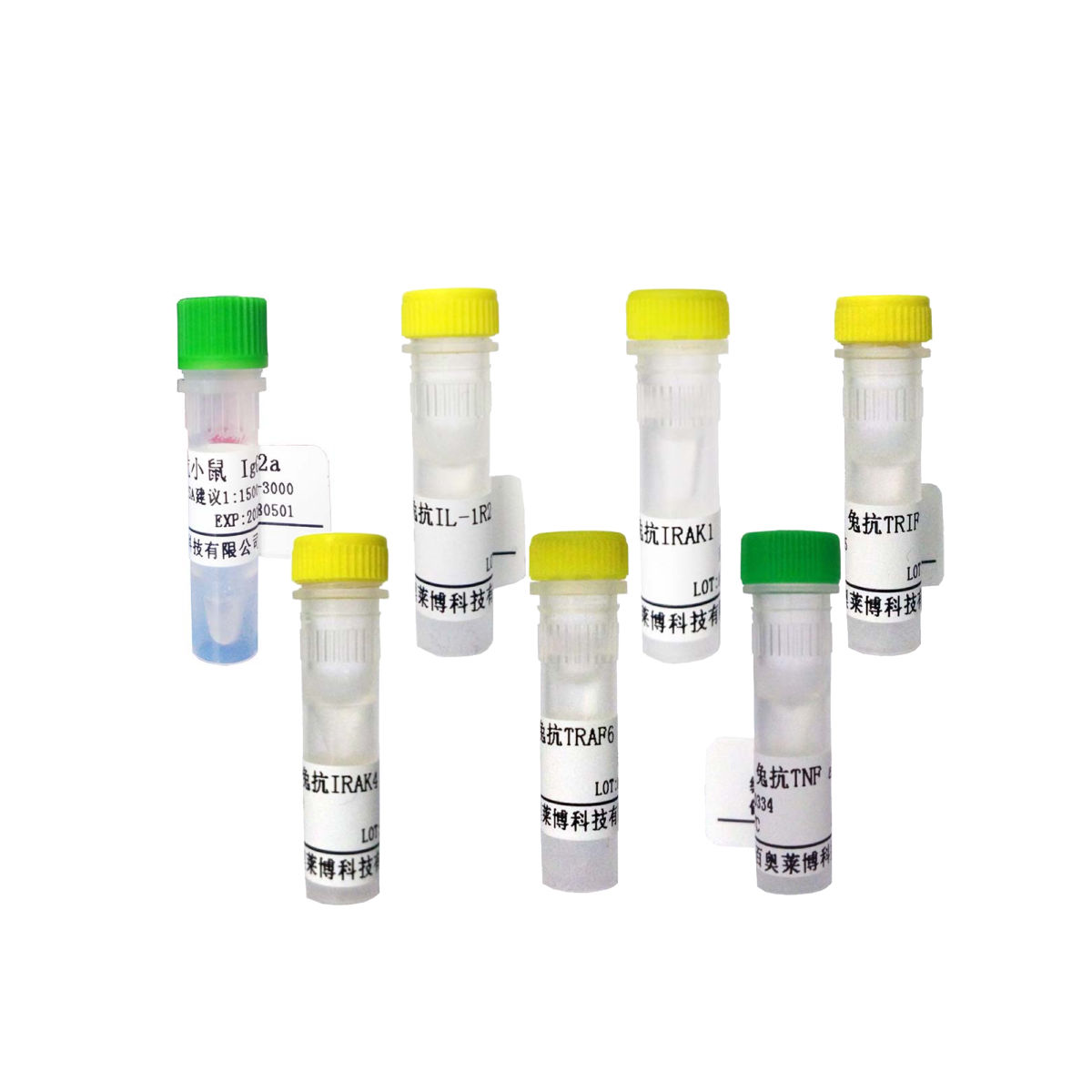 丙型肝炎病毒NS4B（65kDa）抗体