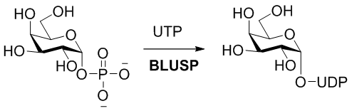 UDP-Sugar pyrophosphorylase, BLUSP