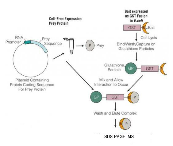 Pull-down联用MS鉴定靶蛋白的互作蛋白质