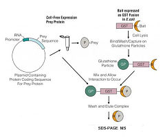 Pull-down联用MS鉴定靶蛋白的互作蛋白质