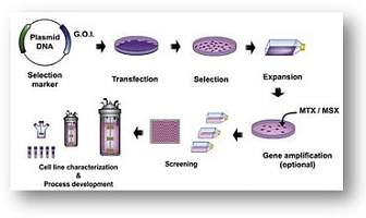  稳定转染及细胞筛选