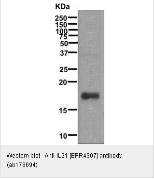 Anti-HA tag antibody [4C12]