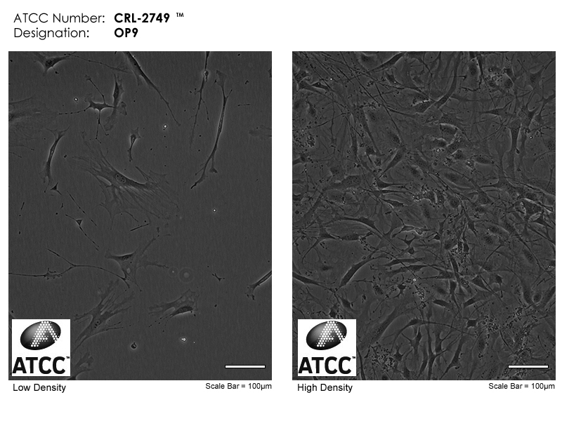 OP-9,小鼠骨髓基质细胞