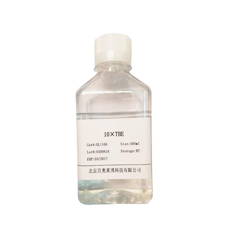 EMSA探针-CREB(1.75μM)厂家直销