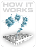 DNA损伤信号通路ChIP qPCR芯片 DNA Damage Signaling Pathway EpiTect ChIP qPCR Array 产品图