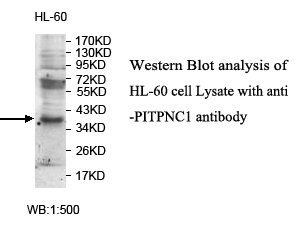 PITPNC1抗体
