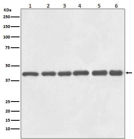 beta Actin Antibody(HRP Conjugated)