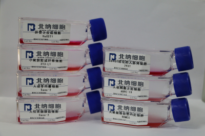 人胚肾细胞293FT