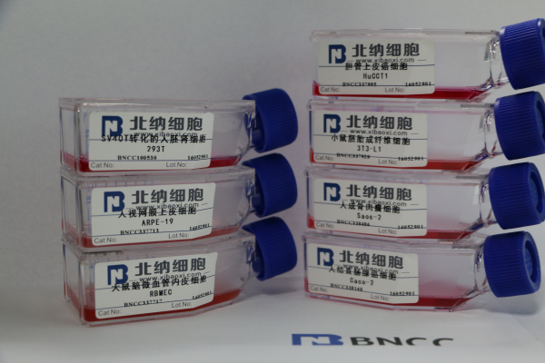 北纳创联小鼠胚胎成纤维细胞