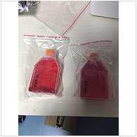 北纳创联BALB/C小鼠肝癌细胞系（此细胞不是贴壁生长的）