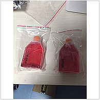 北纳创联BALB/C小鼠肝癌细胞系（此细胞不是贴壁生长的）