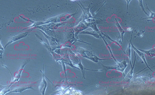 小鼠食管平滑肌细胞(ESMC)