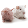 条件性基因敲除小鼠（威斯腾--原代培养、细胞敲除、模式动物一站式科研服务！）