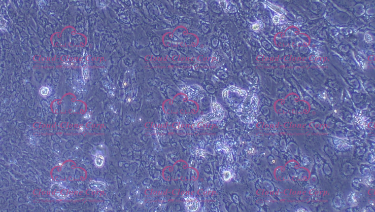 大鼠食管上皮细胞(EEC)