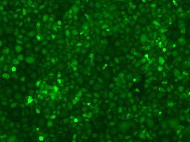 基因过表达和慢病毒构建包装纯化（威斯腾生物-中关村生物医学研发检测共享平台！）