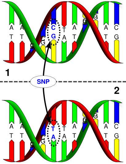 LDR-PCR测序分型技术