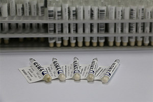 北纳创联ATCC 36184