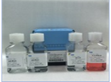 ：猪外周血白细胞分离液试剂盒(细胞培养及分子生物学专用)