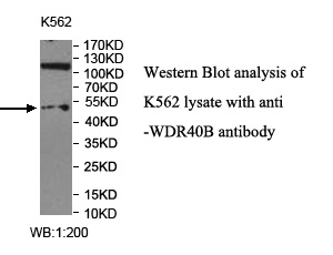 WDR40B抗体