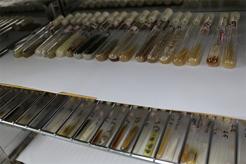 北纳创联Brettanomyces anomalus