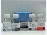 猪组织上皮细胞分离液试剂盒