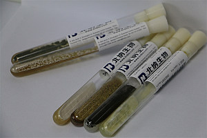 北纳创联WAL2508 [DSM 20470]