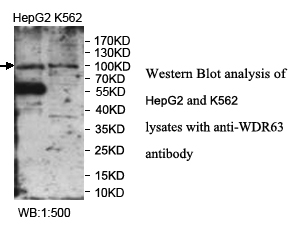 WDR63抗体