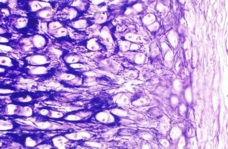 兔主动脉平滑肌细胞；CCC-SMC-2说明书