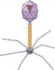 噬菌体展示羊驼纳米抗体文库