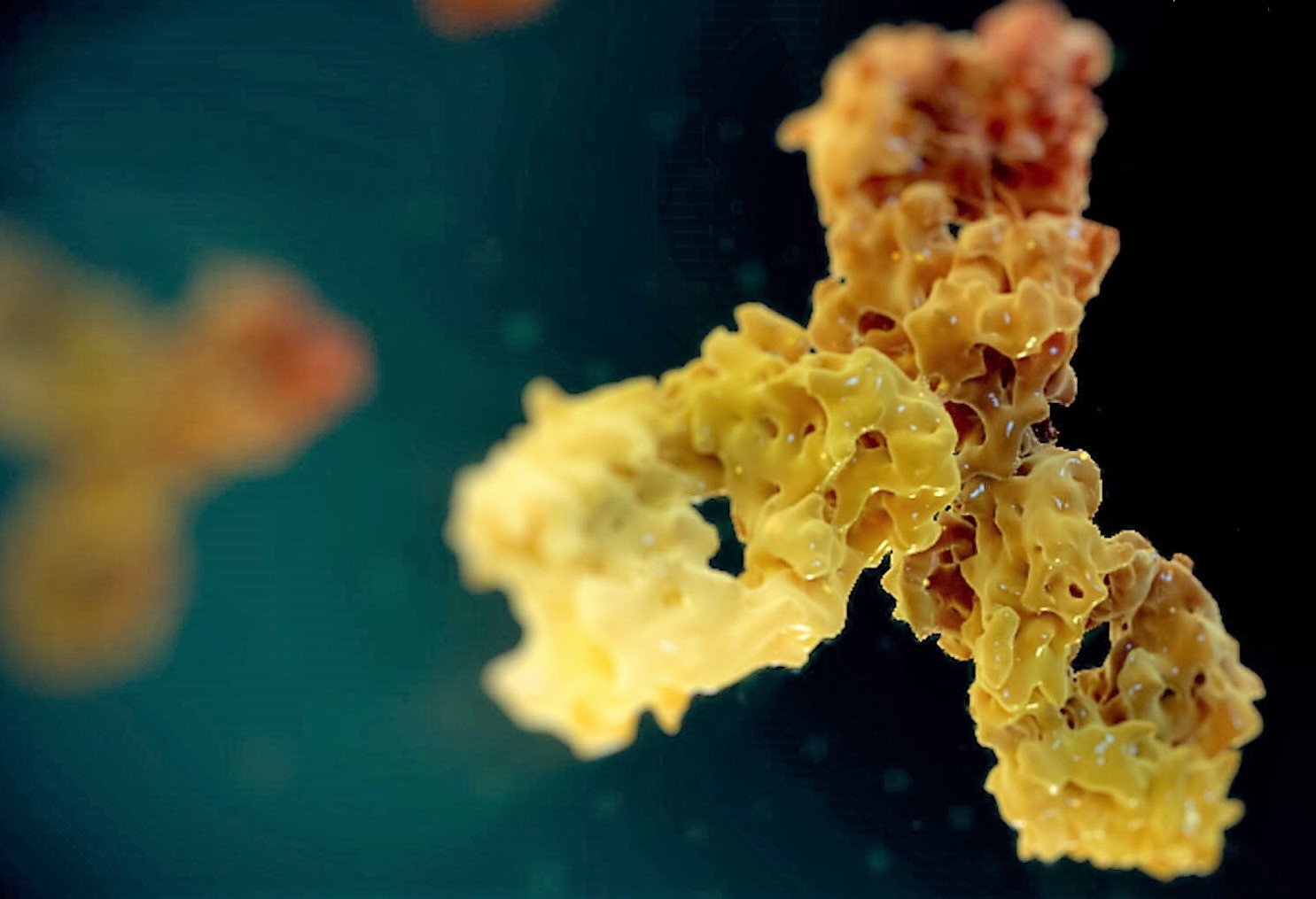 双特异性抗体制备