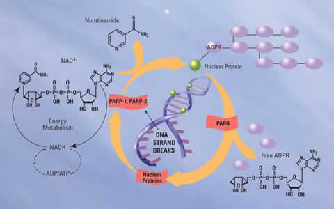 PAPR活性分析以抑制剂筛选试剂盒---Universal Chemiluminescent PARP Assay Kit with Histone-Coated Strip Wells