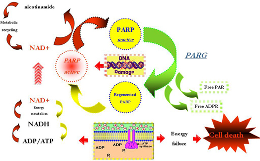 PARP in vivo Pharmacodynamic Assay 2nd Generation---PARP体内药理动力学II代试剂盒