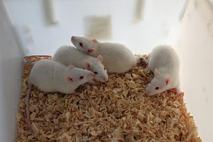 大鼠脑损伤模型构建