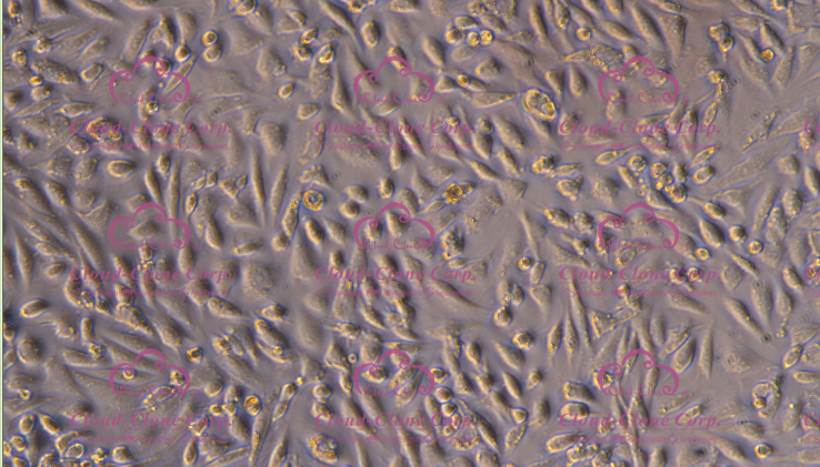 小鼠卵巢表面上皮细胞(OSEC)